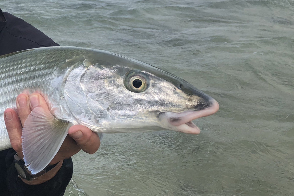 B-turd bonefish fly