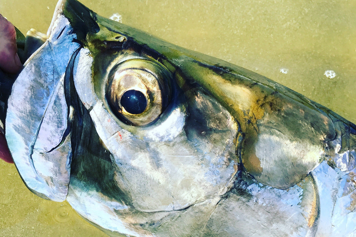 Flies for Tarpon