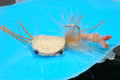 Crab Cake, tan #1