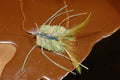 Flat Crab, olive #1lg