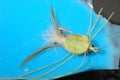 Raghead, olive #2