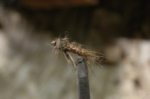 Wonder Fly, brown