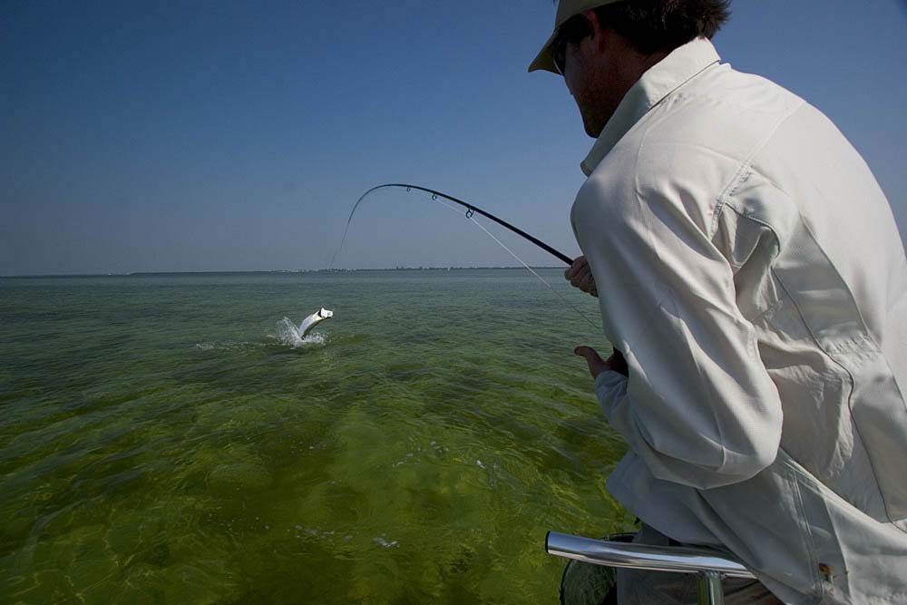 Big Eye Tarpon Fly  Ole Florida Fly Shop